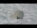 Profilový obrázek - The noisy Harp seal pup