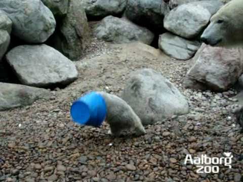 Profilový obrázek - The Polar Bear Baby Blue Hat Show