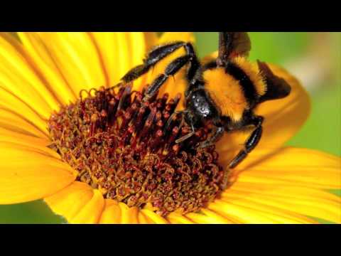 Profilový obrázek - The Real Group - Bumble Bee