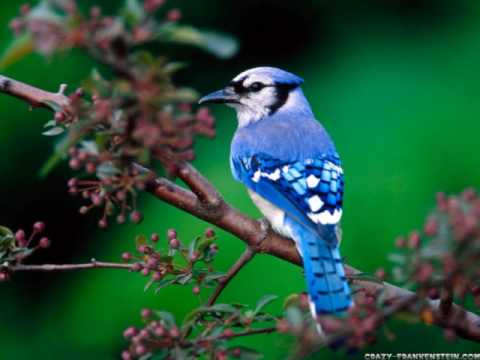 Profilový obrázek - The sounds of spring - bird songs