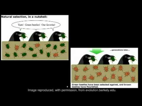 Profilový obrázek - The Theory of Evolution in 2 Minutes