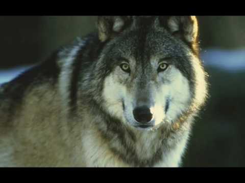 Profilový obrázek - The Wolves