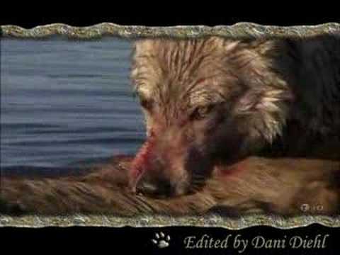 Profilový obrázek - The Wolves - Enya - Tempus Vernum