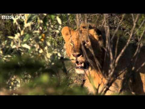 Profilový obrázek - Three Men vs. Fifteen Hungry Lions - Human Planet, Grasslands, Preview - BBC One