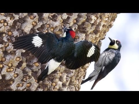 Profilový obrázek - Through the Lens: Acorn Woodpecker