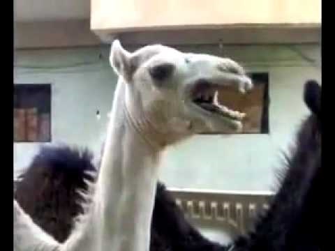 Profilový obrázek - ticklish camel