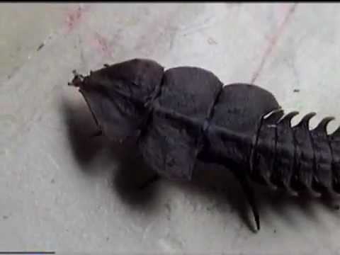Profilový obrázek - Trilobite Beetle of Borneo ꞈꞌⱶꞈꞌⱶꞈꞌⱶꞈꞌⱶꞈꞌⱶƢݔҩᾫ٨ӷ quaoar