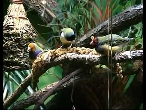 Profilový obrázek - Tropical Aviary Showcase for Finches