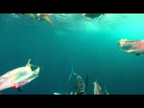 Profilový obrázek - Tuna & a white marlin attacking the dredge on the PUMPIN HARD