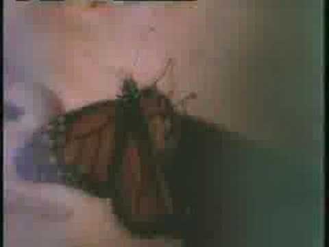 Profilový obrázek - U-MV148 - Machines of Loving Grace - Butterfly Wings