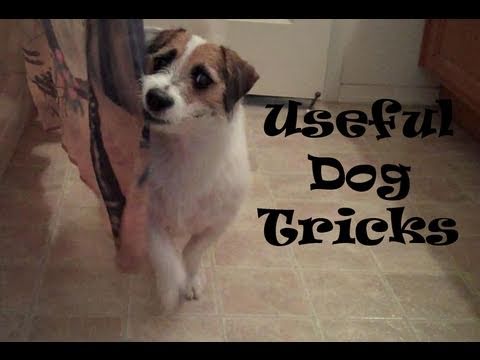 Profilový obrázek - Useful Dog Tricks performed by Jesse