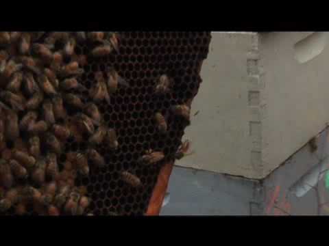 Profilový obrázek - Vanishing of the Bees - Old Trailer