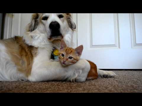 Profilový obrázek - video 36: Cute ADORABLE kitten tries to steal dog's tongue (as seen on Ellen!!)