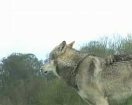 Profilový obrázek - Wolf Howls