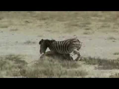 Profilový obrázek - Zebra vs Lion, zebra owns and destroys lion. yeah man lion got pazoned!